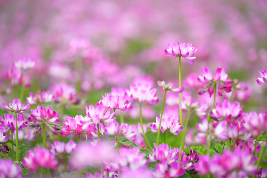 企業メセナ活動