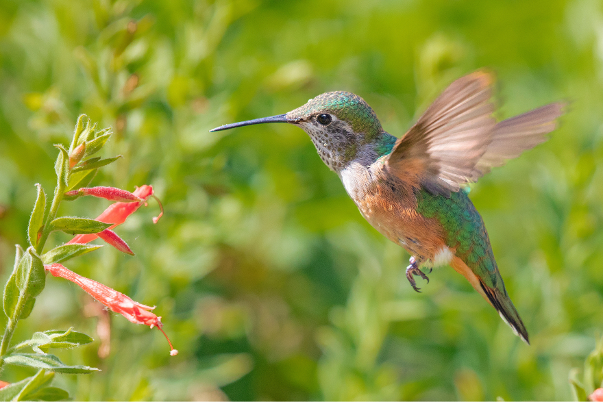 ぎふハチドリ基金への寄付支援